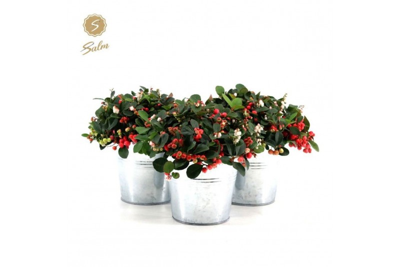 Gaultheria procumbens big berry Gaultheria pr. Big Berry® P15 in Zinc  