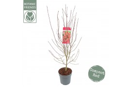 Acer palmatum Acer palm. Shaina