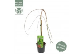 Acer palmatum ryusen Acer palm. Ryusen ®