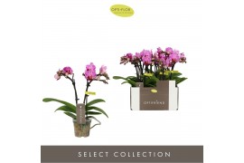 Phalaenopsis multiflora paars Optifriend Lotte 2 spike10 bl. 2 tak/pln