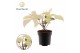 Philodendron Philodendron Florida Ghost 1 pp 