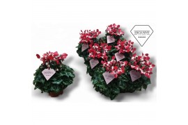 Cyclamen pers. super serie djix Cyclamen Exclusive® Djix Rood 20 cm di
