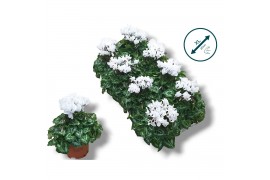 Cyclamen pers. super serie compact Cyclaam-WIT 17 cm diameter wit