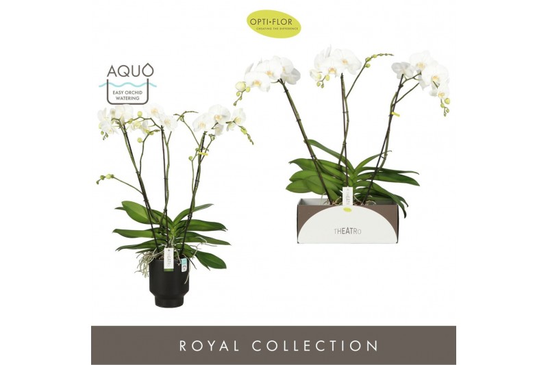 Phalaenopsis wit Theatro Classico 3 spike in Emilia Dark Brown Aquo 24 