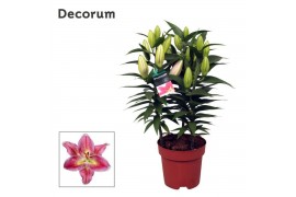 Lilium oriental reeleeze Lillium Or. Reeleeze - 4pp3 tak/plnt 8 bl.