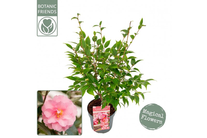 Camellia japonica Camellia jap. Spring Festival Premium50 bl. 