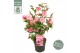 Camellia japonica Camellia jap. Spring Festival Premium50 bl. 