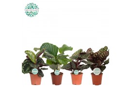 Calathea mix Calathea Gemengd p14