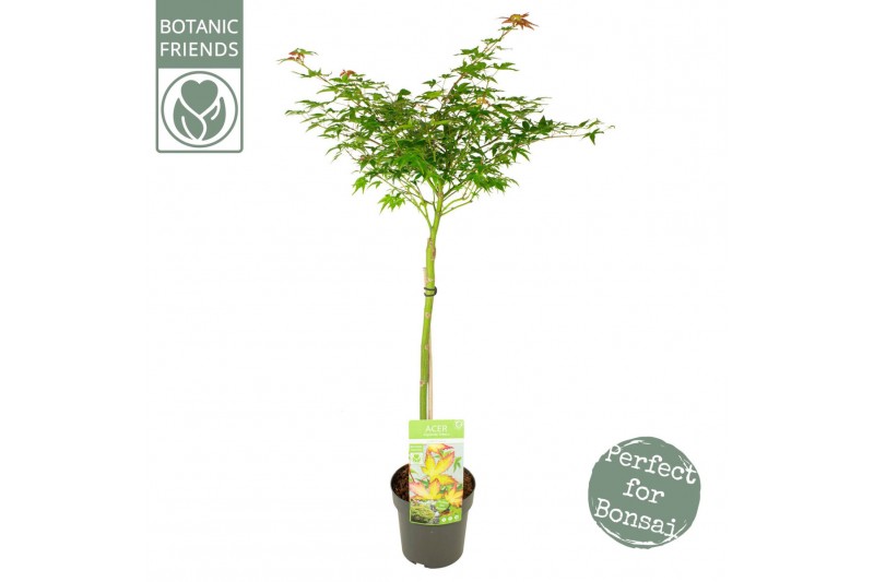 Acer palmatum little princess Acer palm. Little Princess40 cm cm stam 