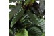 Calathea mix Calathea Gemengd p14 