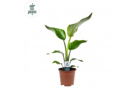 Strelitzia nicolai Strelitzia Nicolai p14 Air So Pure 1 pp zonder bloe