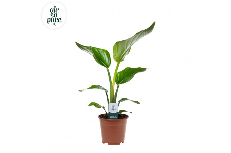 Strelitzia nicolai Strelitzia Nicolai p14 Air So Pure 1 pp zonder bloe 