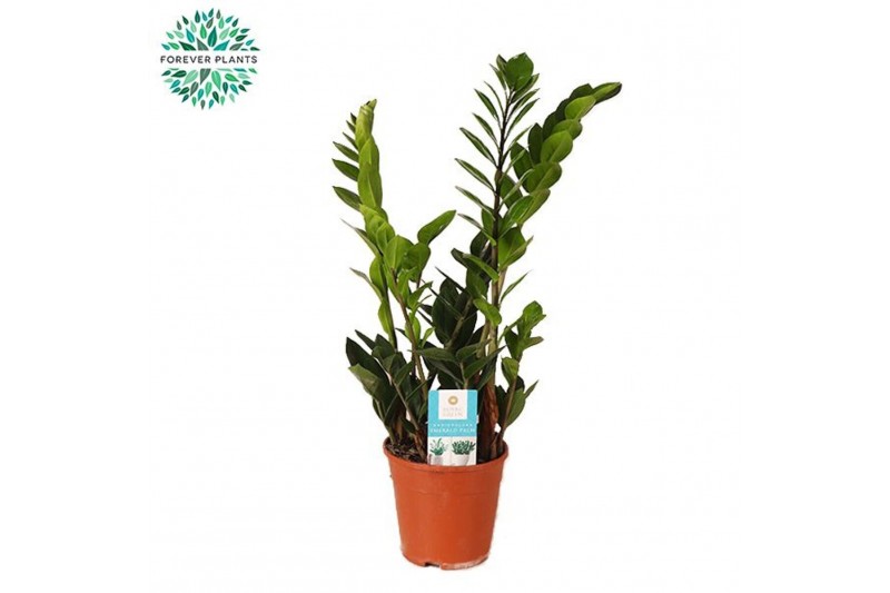 Zamioculcas zamiifolia Zamioculcas p14 5 tak/plnt 