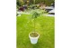 Acer palmatum little princess Acer palm. Little Princess40 cm cm stam 