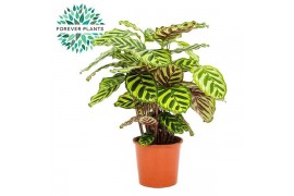 Calathea makoyana Calathea Makoyana p17