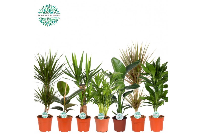 Kamerplanten mix Groen Mix kamerplanten p17 1 pp 