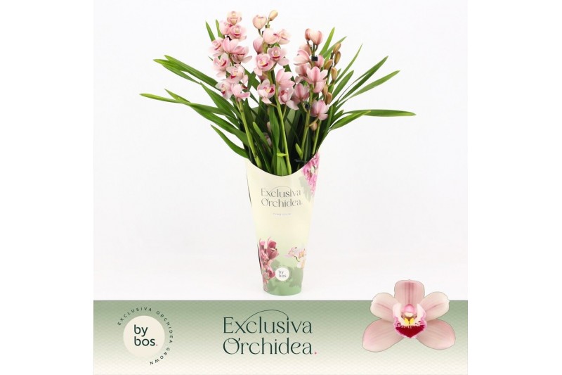 Cymbidium Cymbidium, Wild Pink 4-spike Exclusiva Orchidea Potcover 4 t 