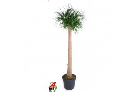 Beaucarnea recurvata Beaucarnea stam P40 - 5ft1 tak/plnt 1 pp