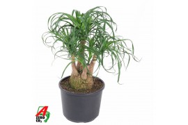 Beaucarnea recurvata Beaucarnea vertakt P27 - 1ft3 tak/plnt 1 pp