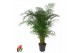 Dypsis lutescens Dypsis Lutescens20 pp 