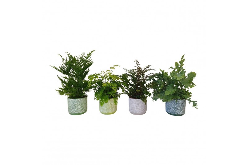 Varens mix Varenmix in keramiek BGC00935 cm diameter 