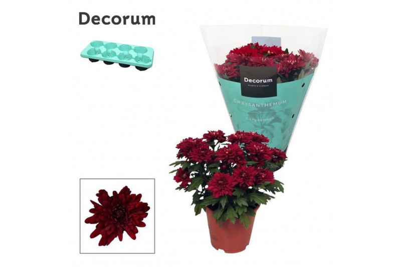 Chrysanthemum chrystal red Chrys. ind. Chrysanne® Grandezza Red3 pp 