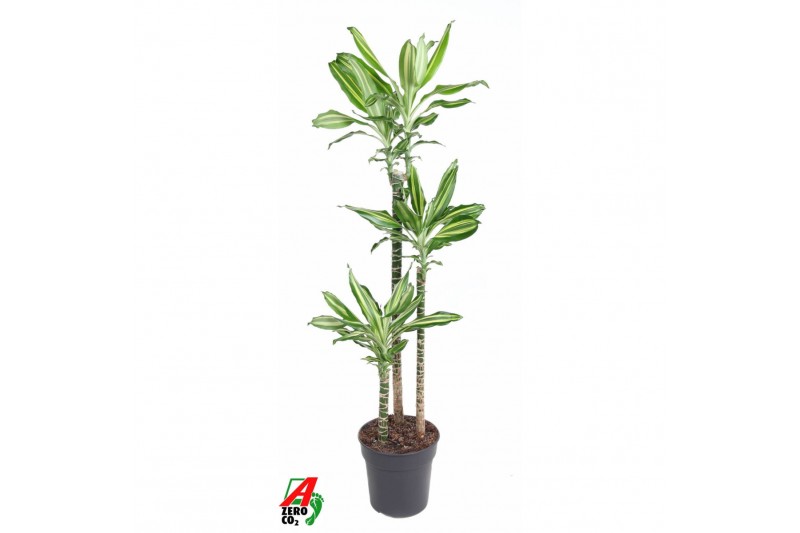 Dracaena fragrans Dracaena Silver Dream3 pp 