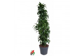 Dracaena dorado compacta Dracaena Dorado1 pp