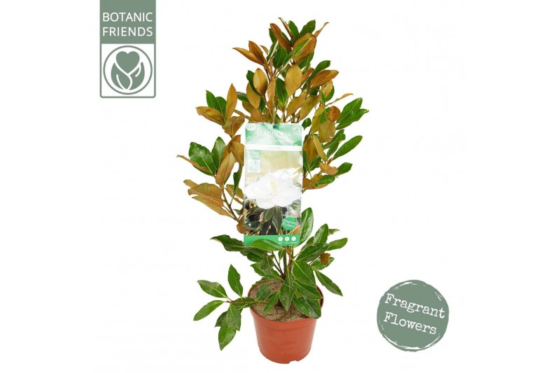 Magnolia grandiflora Magnolia gran. Little gem3 tak/plnt 