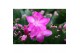 Schlumbergera dark eva Purple (Purple Dancer) met hoes - Deco 30 bl. 