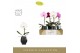 Phalaenopsis mix Singolo Mix in Abruzzo Black Aquo 1 bl. 1 tak/plnt 10 