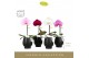 Phalaenopsis mix Singolo Mix in Abruzzo Black Aquo 1 bl. 1 tak/plnt 10 