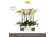 Phalaenopsis geel Optistar Turner 2 spike in Molise White Aquo 15 bl.  