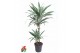 Dracaena fragr. der. white stripe Dracaena White Stripe 45-152 pp 