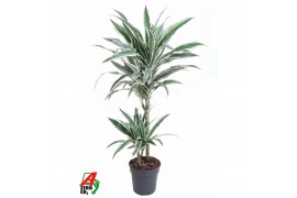 Dracaena fragr. der. white stripe Dracaena White Stripe 45-152 pp