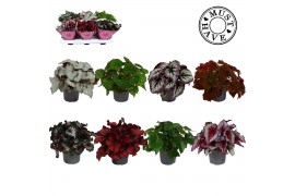 Begonia blad beleaf mix Bladbegonia Rex gemengd MUST HAVE1 pp