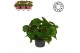 Begonia blad rex lime fever Bladbegonia Rex Lime Fever MUST HAVE1 pp 