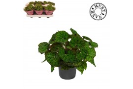 Begonia blad rex lime fever Bladbegonia Rex Lime Fever MUST HAVE1 pp