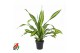 Dracaena fragr. charley Dracaena Charley kopstek P241 pp 