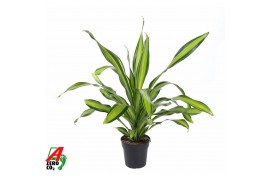 Dracaena fragr. charley Dracaena Charley kopstek P241 pp