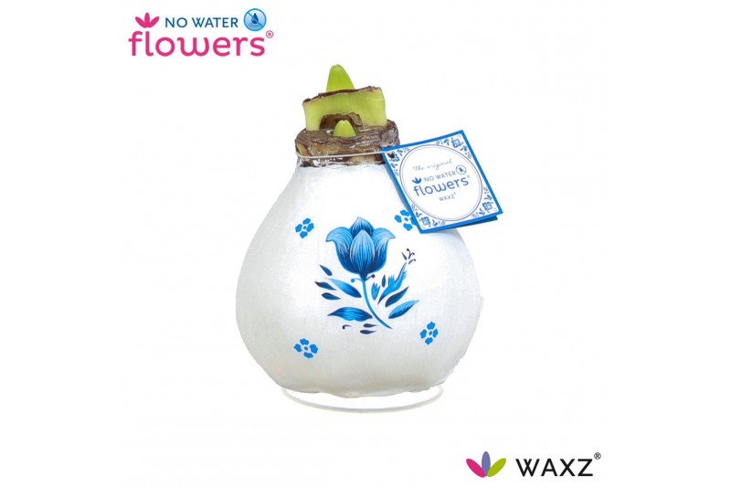 Hippeastrum gewaxt No Water Flowers Waxz® Delfts Blauw Tulip2 tak/plnt 