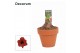 Hippeastrum Kolibri Top Choice 2 Knop Terracotta OP (Decorum) 