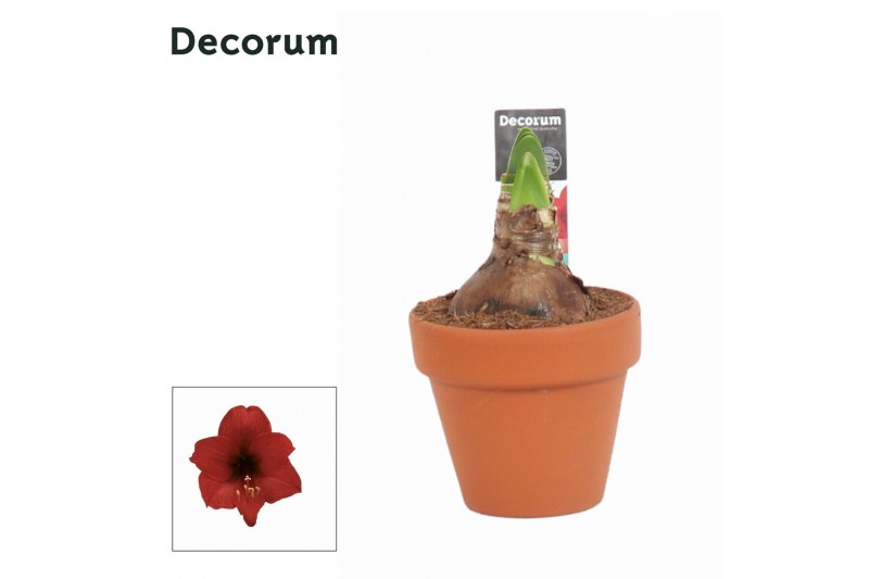 Hippeastrum Kolibri Top Choice 2 Knop Terracotta OP (Decorum) 