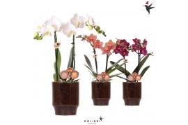 Phalaenopsis mix Kolibri Orchids Phalaenopsis mix 2 spike in Classy po