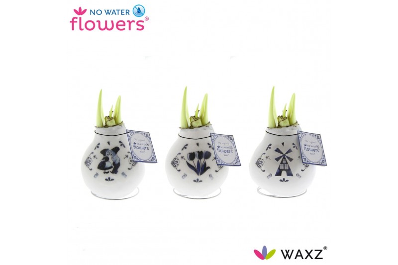 Hippeastrum gewaxt No Water Flowers® Craftz - Delfts Blue2 tak/plnt 