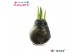 Hippeastrum gewaxt No Water Flowers Waxz® Univerz Deep Black(Decorum)2 