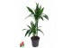 Dracaena fragr. der. art Dracaena Arturo2 pp 