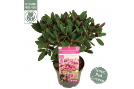 Rhododendron Rhododendron Wine & Roses ®