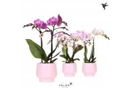 Phalaenopsis mix Kolibri Orchids Phalaenopsis pink 2 spike in Scandic 