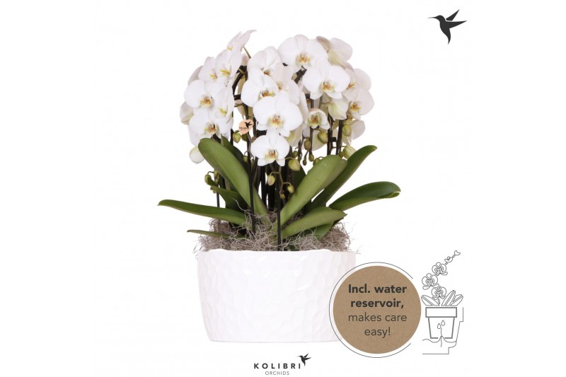 Phalaenopsis elegant cascade Kolibri Orchids Mono Niagarafall Honey di 